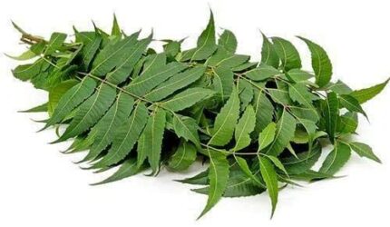 NEEM LEAF 1 PACK (APPROX. 10 STRINGS)