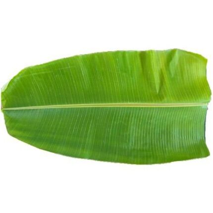 BANANA LEAVES (PLANTAIN LEAF)