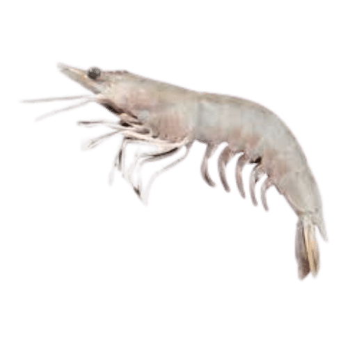 FRESH-PRAWN-WITH-SHELL-1KG_62f1cf62-566a-499c-a001-b0c53da18c88.png Pre - Order Prawn - with Shell 1kg - Image 1