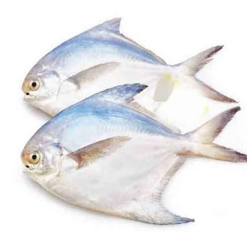GOLD-POMFRET-VAVVAL-MEEN-_-CLEANED-1KG_1.jpg PRE-ORDER GOLD POMFRET (VAVVAL MEEN) - CLEANED 1KG - Image 1