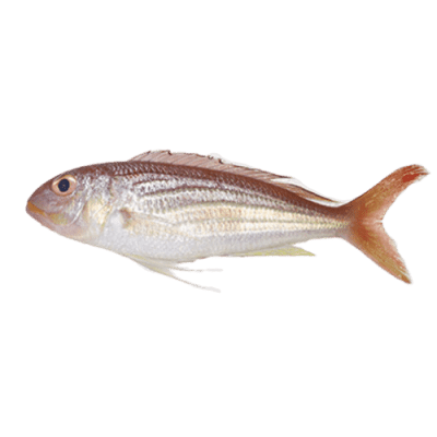 PRE-ORDER INDIAN SEABREAM FISH - CLEANED - (700G TO 800G)