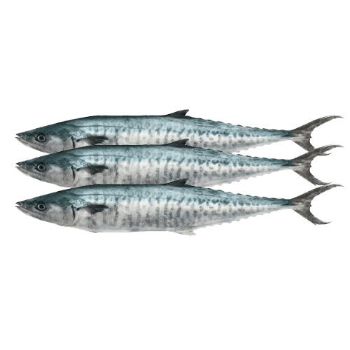 KING-FISH-ARAKKULA-CLEANED-1KG_223fa20a-d895-475e-8f63-a1615d85e831.png PRE-ORDER KINGFISH CLEANED 1KG - Image 1