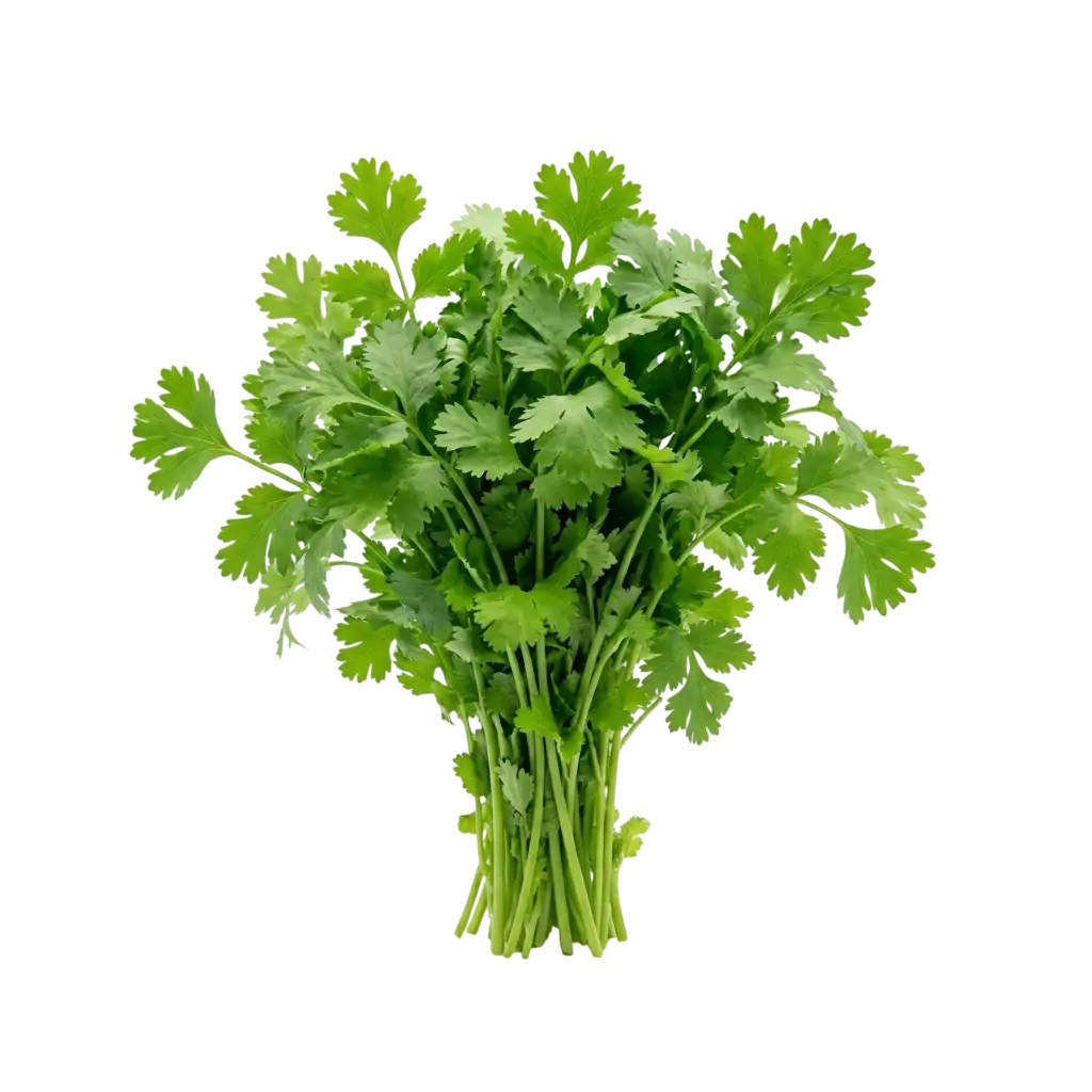 coriander-leaves-bunch-0-tcvq0m.webp Coriander Leaves Bunch - Image 1