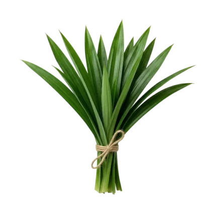 Rampai Leaves (Pandan Leaves) Bunch