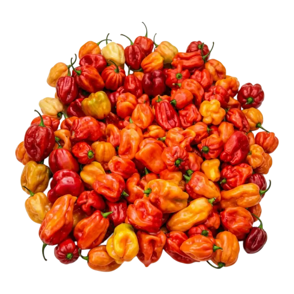 scotch-bonnet-moroccan-hot-pepper-0-tepyz8.webp Scotch Bonnet (Moroccan Hot Pepper) - Image 1